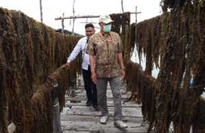 Punya Potensi Tinggi, DKP Kepri Kembangkan Rumput Laut DKP Kepri Kembangkan Rumput Laut