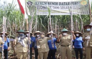 Tingkatkan Produksi Gula Nasional, Bupati Blitar Launching Panen Raya Tebu Bupati Blitar Launching Panen Raya Tebu