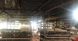 Daging Burung Puyuh, Si Kecil Manfaatnya Banyak Burung puyuh