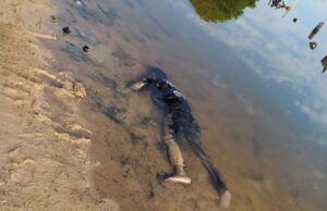 Sesosok Mayat Ditemukan di Dalam Rawa Bakau Sei Lekop Sagulung Batam Mayat di Sei Lekop Sagulung