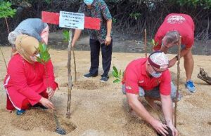 Expatriat Ikut Tanam Bakau di Ekowisata Pandang Tak Jemu Ekowisata Pandang Tak Jemu