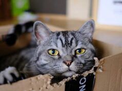 Pelaku Penyiksaan Hewan Berpotensi Lakukan Kekerasan yang Menargetkan Balita dan Manula! Hewan Peliharaan Kucing