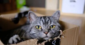 Pelaku Penyiksaan Hewan Berpotensi Lakukan Kekerasan yang Menargetkan Balita dan Manula! Hewan Peliharaan Kucing