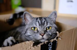 Pelaku Penyiksaan Hewan Berpotensi Lakukan Kekerasan yang Menargetkan Balita dan Manula! Hewan Peliharaan Kucing