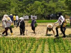 Agrowisata Jambu Marina Re-Opening, Ditandai dengan Tanam Padi