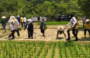 Agrowisata Jambu Marina Re-Opening, Ditandai dengan Tanam Padi