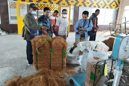 Sentra Kelapa di Lingga, Produksi Minyak Goreng hingga Cocofiber Sentra Kelapa di Lingga