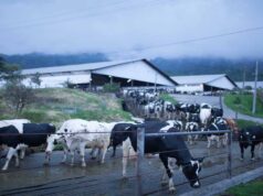Tak Kapok-Kapok Buang Limbah ke Sungai, Wabup Blitar Semprot PT Greenfields Pertenakan Sapi PT Greenfields Indonesia di Blitar