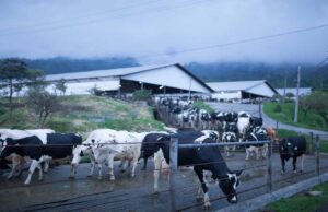 Tak Kapok-Kapok Buang Limbah ke Sungai, Wabup Blitar Semprot PT Greenfields Pertenakan Sapi PT Greenfields Indonesia di Blitar
