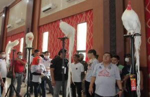 Ratusan Ekor Ayam Hias Ikuti Kontes Nasional Piala Wali Kota Blitar Kontes Ayam Hias Nasional Piala Wali Kota Blitar