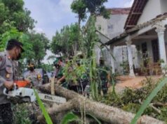 17 Rumah dan 1 Sekolah Madrasah di Blitar Rusak Berat Akibat Angin Puting Beliung pohon tumbang akibat angin puting beliung di Desa Kebonduren