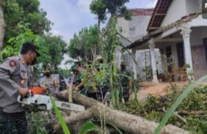 pohon tumbang akibat angin puting beliung di Desa Kebonduren