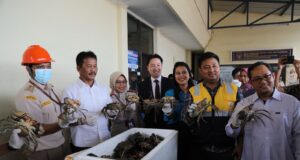 PT SJMK Batam Ekspor Perdana Kepiting Bakau ke China Ekspor Kepiting Batam