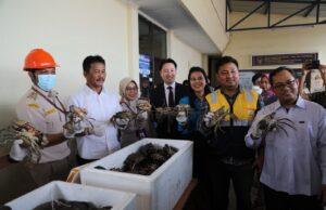 PT SJMK Batam Ekspor Perdana Kepiting Bakau ke China Ekspor Kepiting Batam