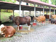 Dorong Semangat Berbagi, BP Batam Laksanakan Penyembelihan Hewan Qurban BP Batam Sembelih 14 Sapi dan 12 Kambing