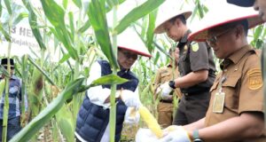 Baru Jabat Plt Sekda Batam, Firmansyah Panen Raya Jagung Bareng Amsakar Sekda Batam